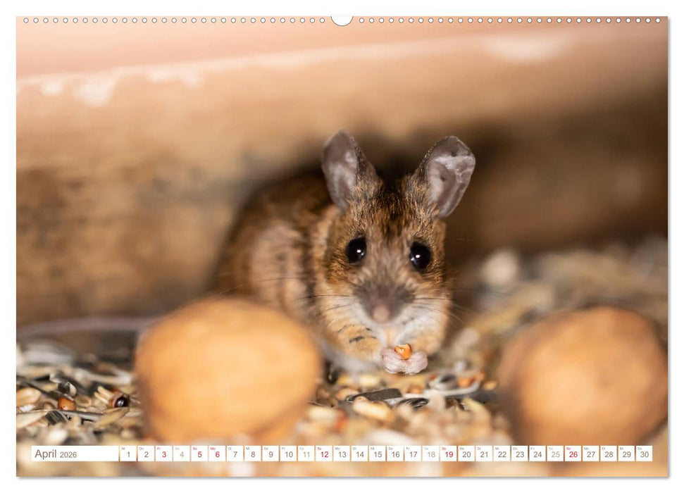 Die Maus im Vogelhaus (CALVENDO Wandkalender 2026)