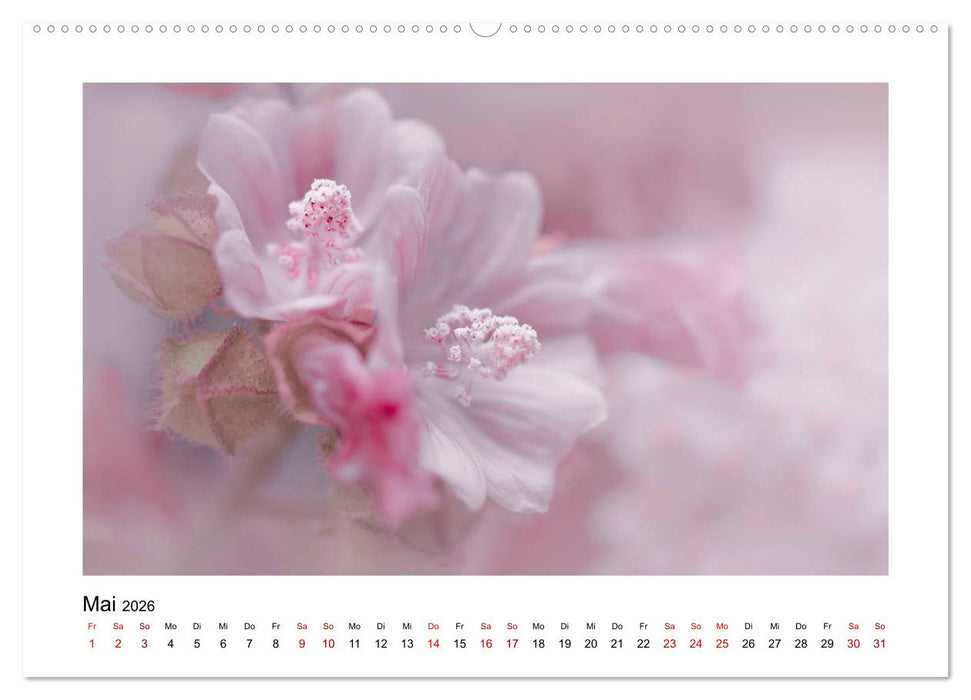 Rosa Blütentraum (CALVENDO Wandkalender 2026)
