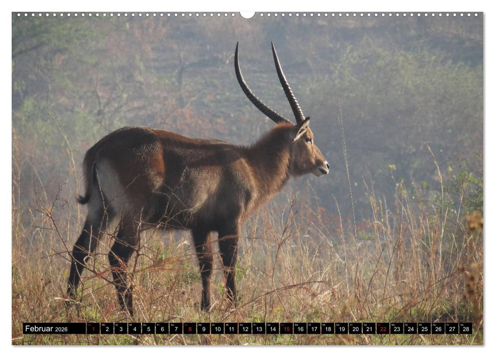 Afrikas Perle Uganda (CALVENDO Wandkalender 2026)