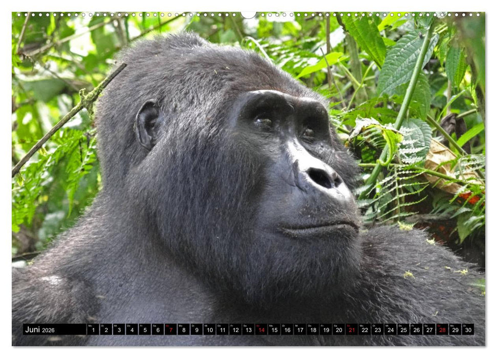 Afrikas Perle Uganda (CALVENDO Wandkalender 2026)