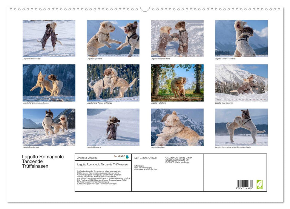 Lagotto Romagnolo Tanzende Trüffelnasen (CALVENDO Wandkalender 2026)