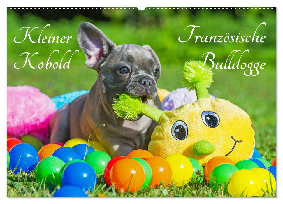 Kleiner Kobold Französische Bulldogge (CALVENDO Wandkalender 2026)