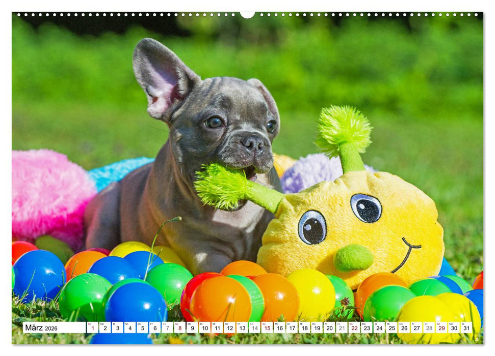 Kleiner Kobold Französische Bulldogge (CALVENDO Wandkalender 2026)