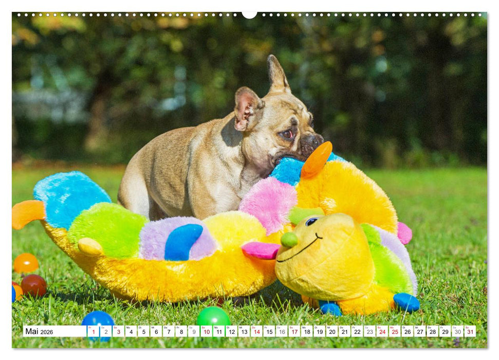 Kleiner Kobold Französische Bulldogge (CALVENDO Wandkalender 2026)