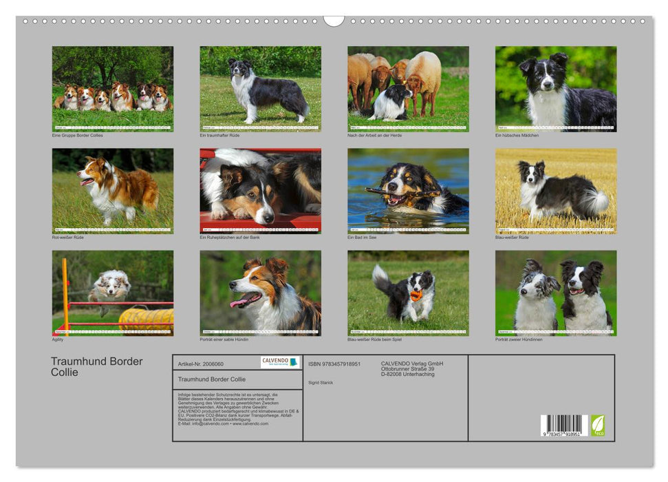 Traumhund Border Collie (CALVENDO Wandkalender 2026)