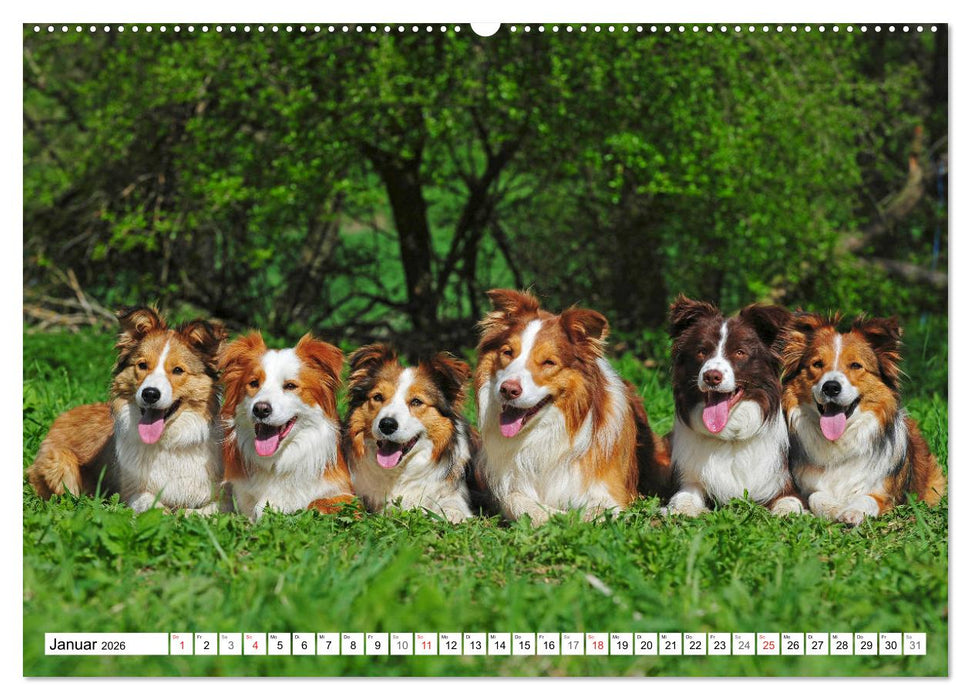Traumhund Border Collie (CALVENDO Wandkalender 2026)