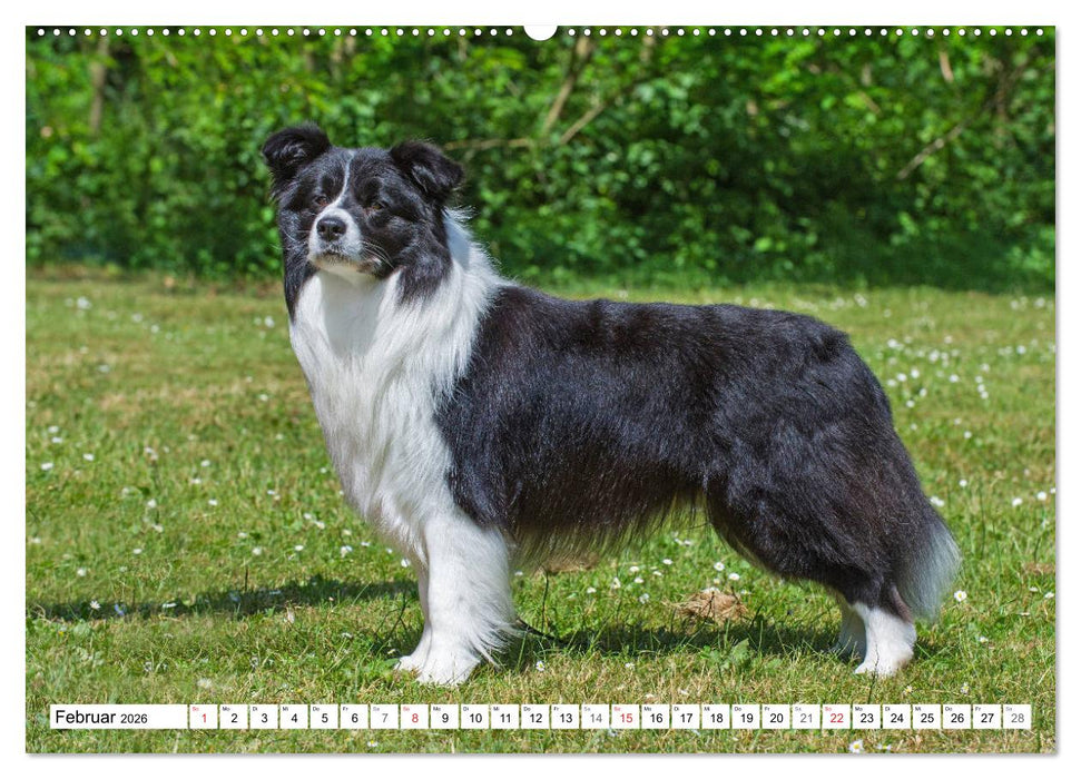 Traumhund Border Collie (CALVENDO Wandkalender 2026)