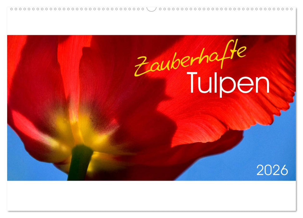 Zauberhafte Tulpen (CALVENDO Wandkalender 2026)