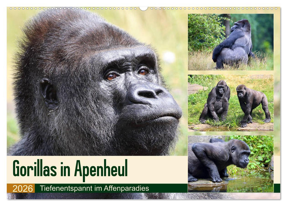 Flachlandgorillas in Apenheul (CALVENDO Wandkalender 2026)