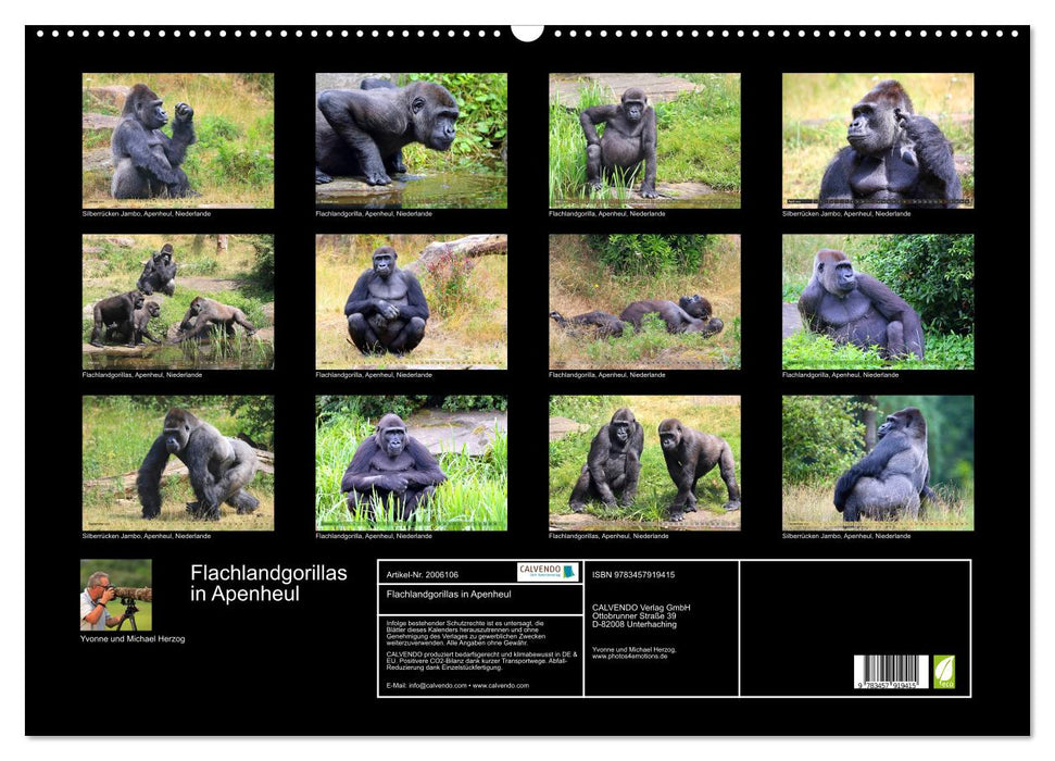 Flachlandgorillas in Apenheul (CALVENDO Wandkalender 2026)