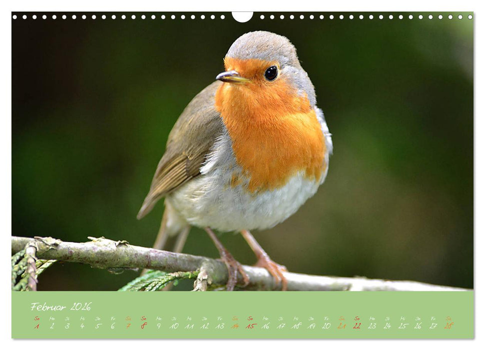 Das Rotkehlchen singt uns ein Lied (CALVENDO Wandkalender 2026)