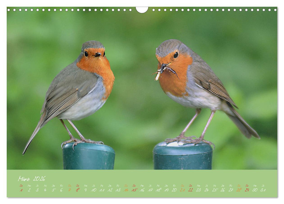 Das Rotkehlchen singt uns ein Lied (CALVENDO Wandkalender 2026)