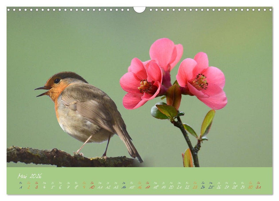 Das Rotkehlchen singt uns ein Lied (CALVENDO Wandkalender 2026)