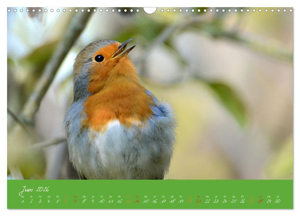 Das Rotkehlchen singt uns ein Lied (CALVENDO Wandkalender 2026)