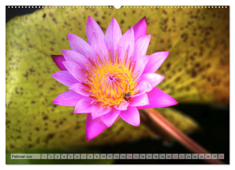 Sri Lanka - Tempel, Tee und Elefanten (CALVENDO Wandkalender 2026)
