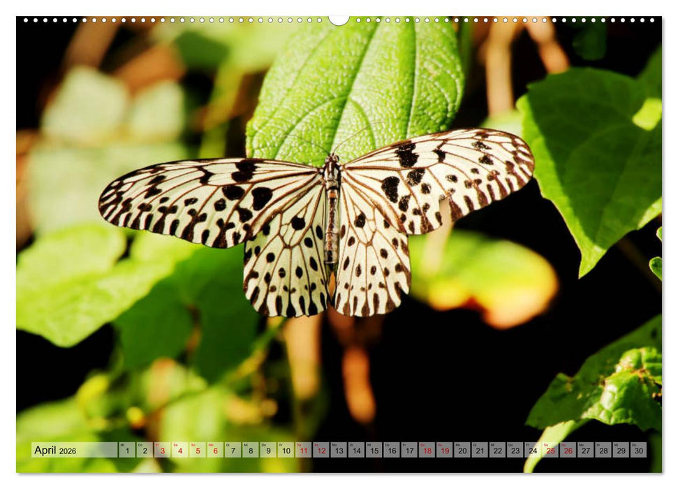 Sri Lanka - Tempel, Tee und Elefanten (CALVENDO Wandkalender 2026)