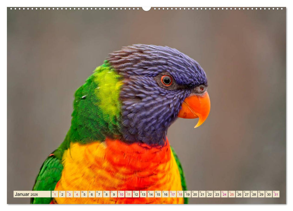 Wunderschöne Papageien - Lori (CALVENDO Wandkalender 2026)