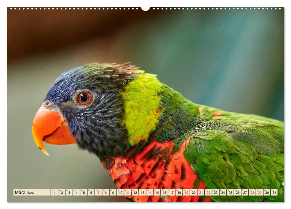 Wunderschöne Papageien - Lori (CALVENDO Wandkalender 2026)