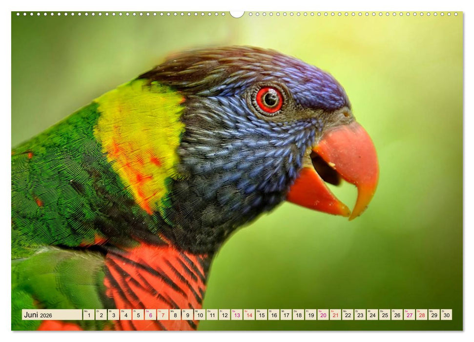 Wunderschöne Papageien - Lori (CALVENDO Wandkalender 2026)