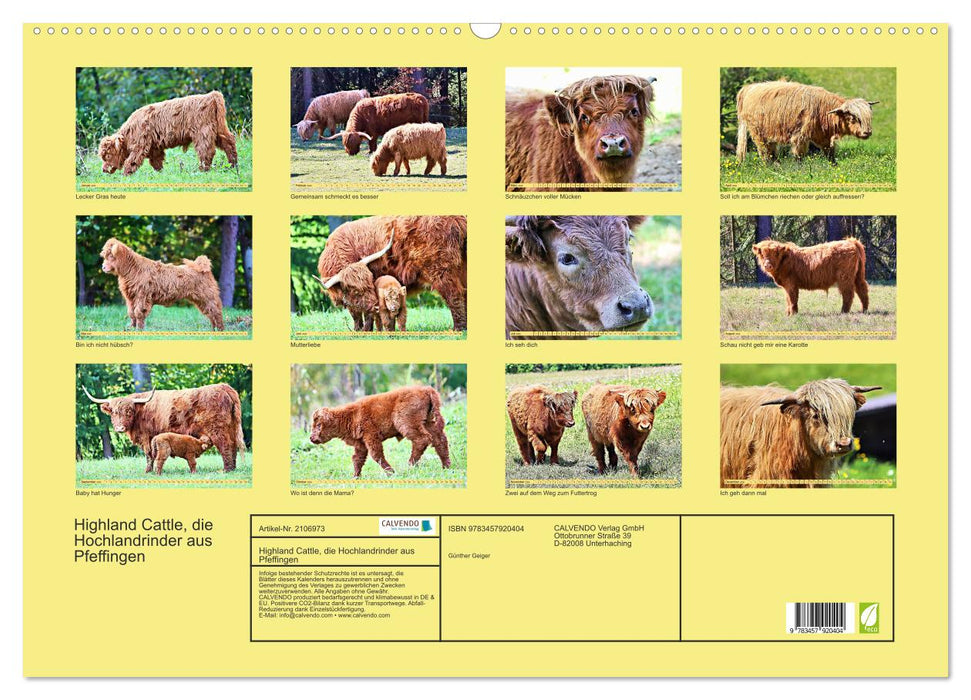 Highland Cattle, die Hochlandrinder aus Pfeffingen (CALVENDO Wandkalender 2026)
