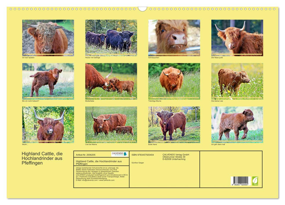 Highland Cattle, die Hochlandrinder aus Pfeffingen (CALVENDO Wandkalender 2026)