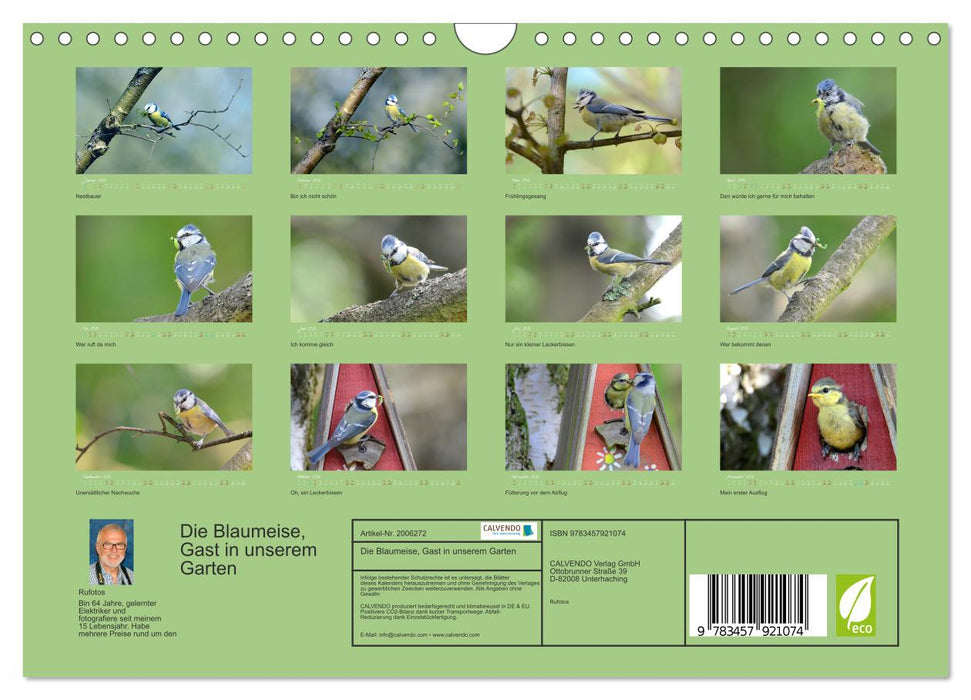 Die Blaumeise, Gast in unserem Garten (CALVENDO Wandkalender 2026)