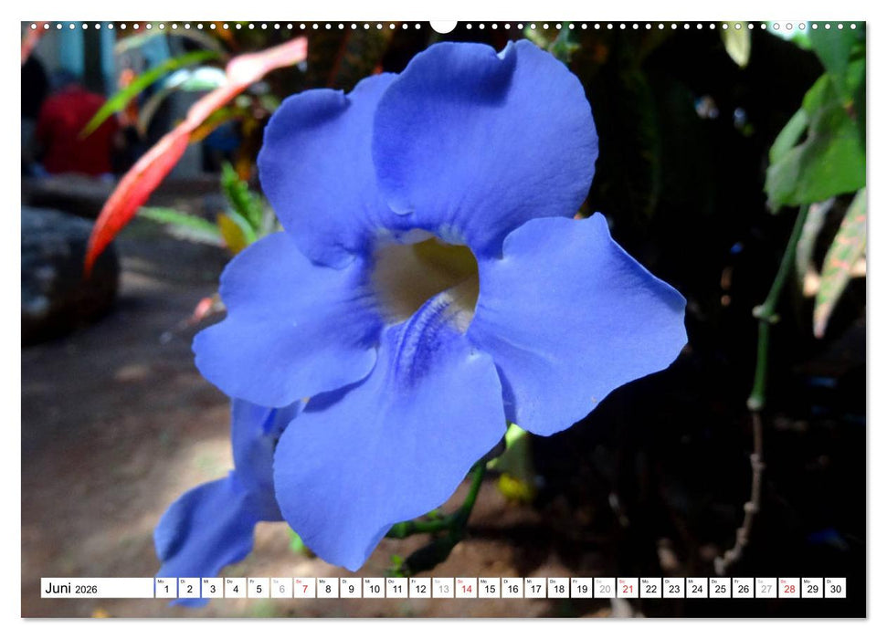 Blüten-Zauber - Naturparadies Kuba (CALVENDO Wandkalender 2026)
