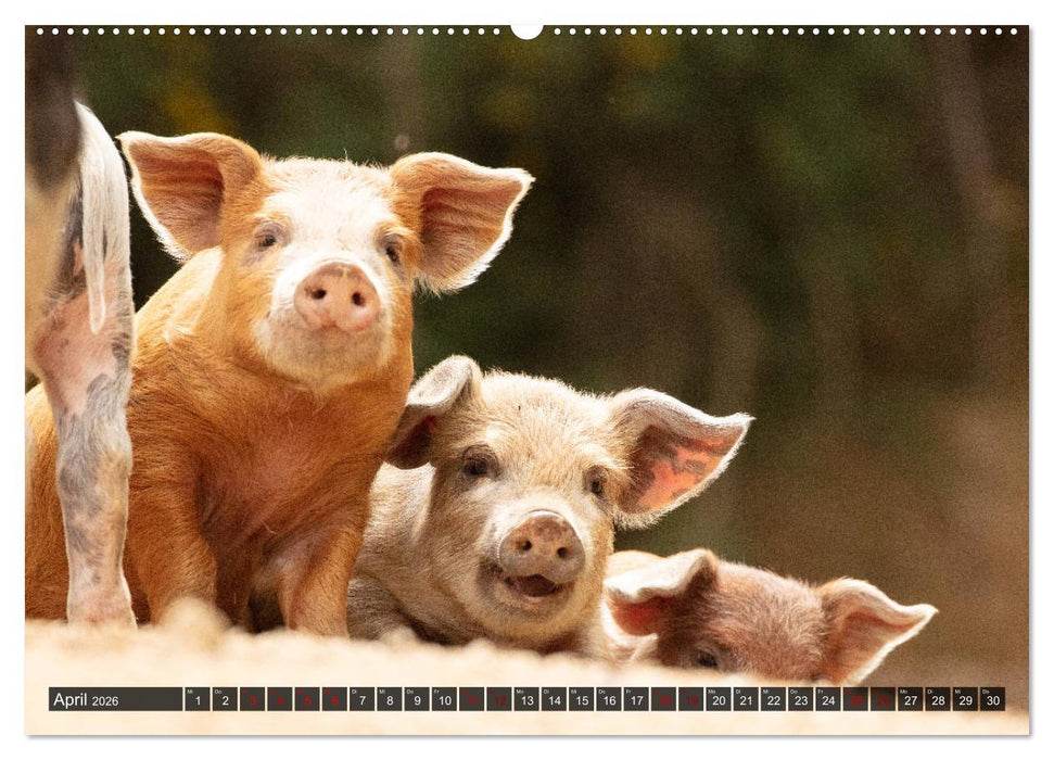 Korsika - süße, wilde Schweinchen (CALVENDO Wandkalender 2026)