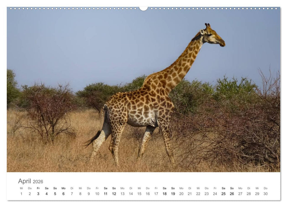 Afrika - Tiere im Krüger Nationalpark (CALVENDO Wandkalender 2026)