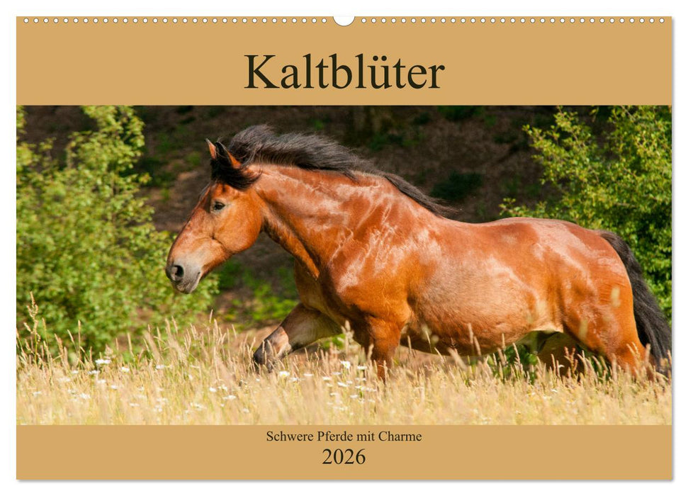 Kaltblüter - Schwere Pferde mit Charme (CALVENDO Wandkalender 2026)