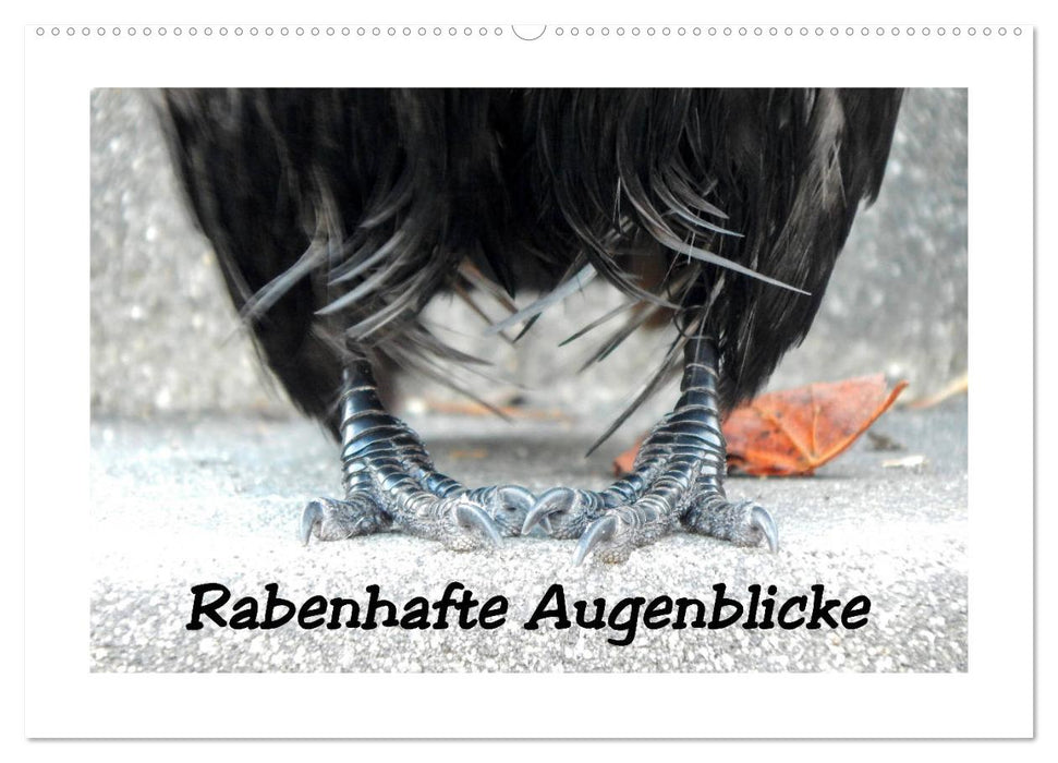 Rabenhafte Augenblicke (CALVENDO Wandkalender 2026)