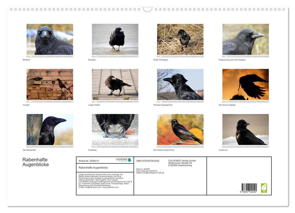 Rabenhafte Augenblicke (CALVENDO Wandkalender 2026)