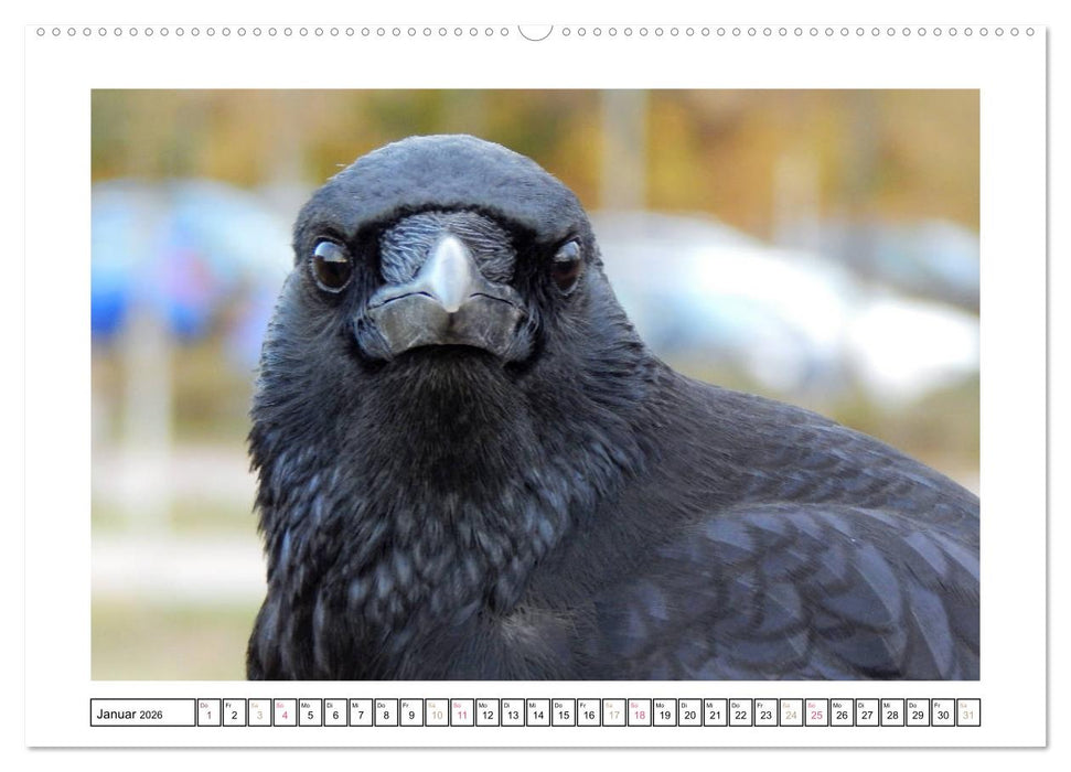 Rabenhafte Augenblicke (CALVENDO Wandkalender 2026)
