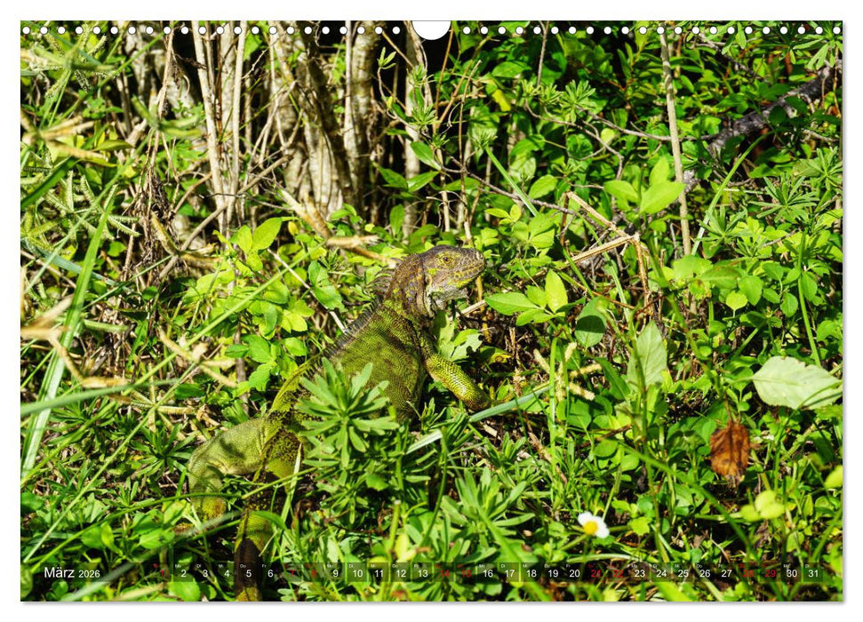 Florida - Sunshine State (CALVENDO Wandkalender 2026)