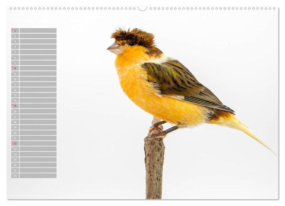 Kanarienvögel - Bunte Welt (CALVENDO Wandkalender 2026)