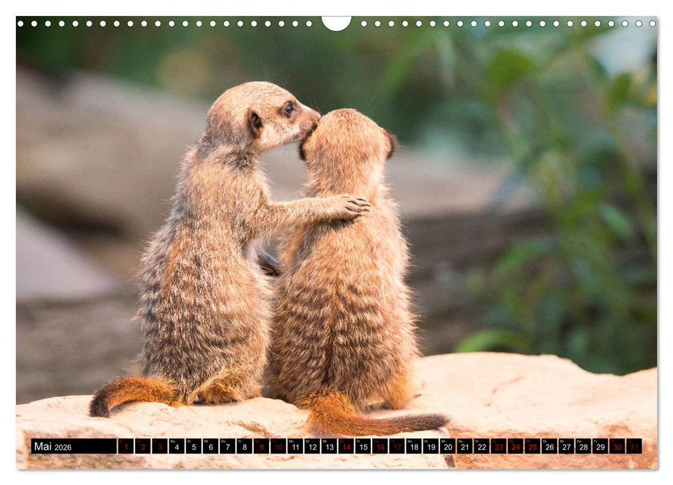 Nordhessens Tierkinder (CALVENDO Wandkalender 2026)