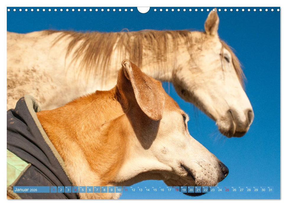 Pferd und Hund - Vierbeinige Freunde (CALVENDO Wandkalender 2026)