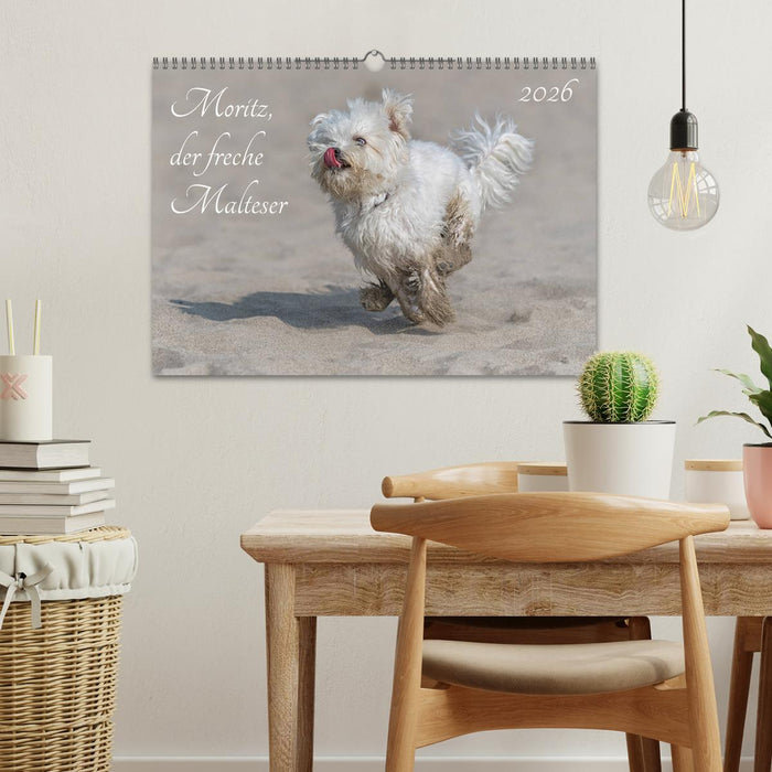 Moritz, der freche Malteser (CALVENDO Wandkalender 2026)