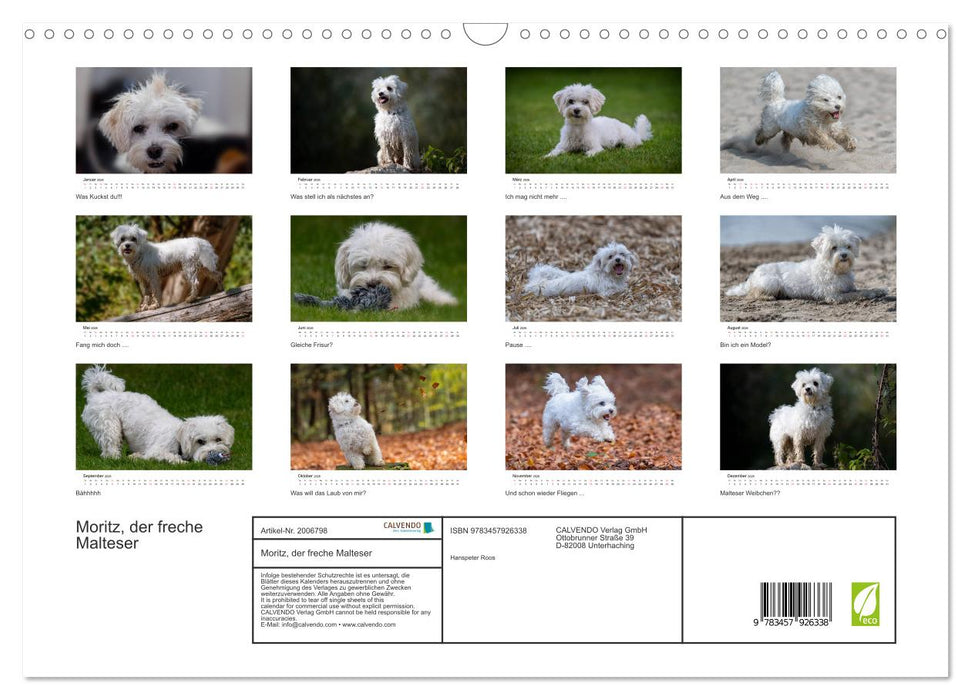 Moritz, der freche Malteser (CALVENDO Wandkalender 2026)
