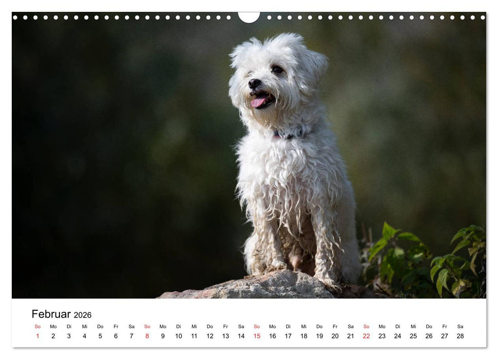 Moritz, der freche Malteser (CALVENDO Wandkalender 2026)