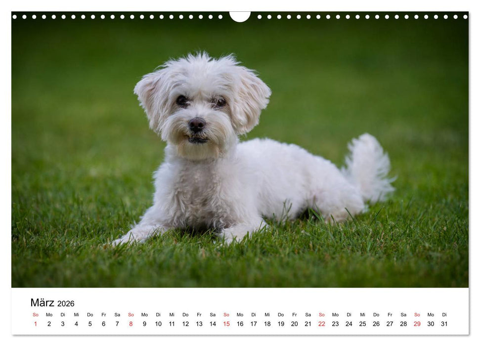 Moritz, der freche Malteser (CALVENDO Wandkalender 2026)