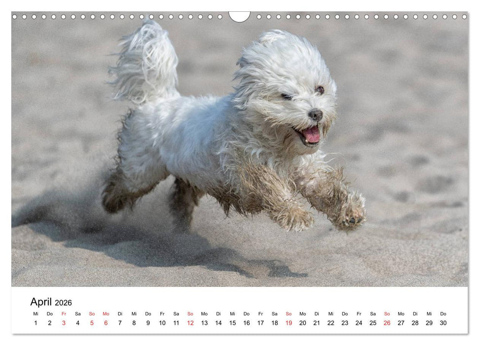 Moritz, der freche Malteser (CALVENDO Wandkalender 2026)