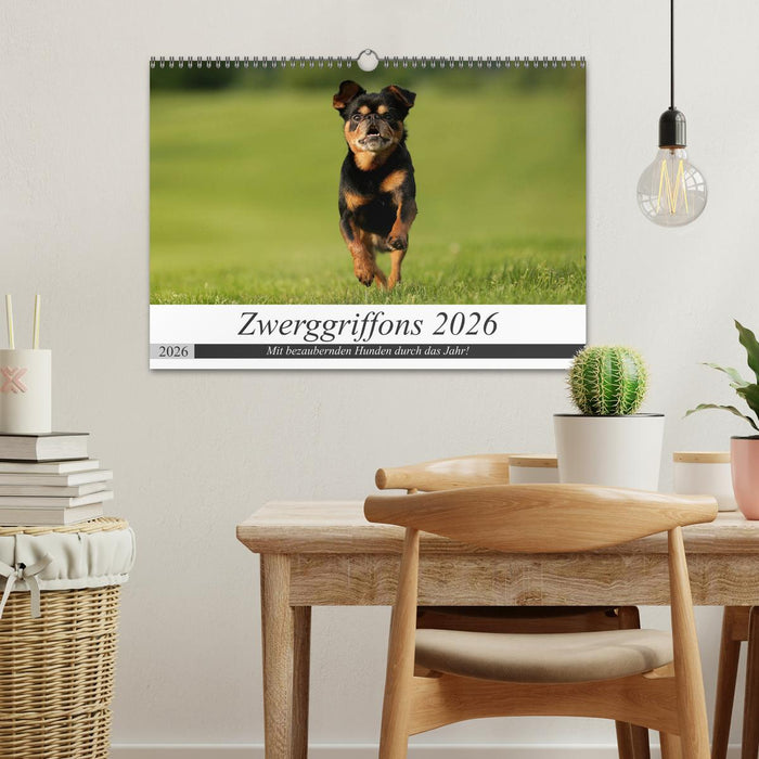 Zwerggriffons 2026 (CALVENDO Wandkalender 2026)