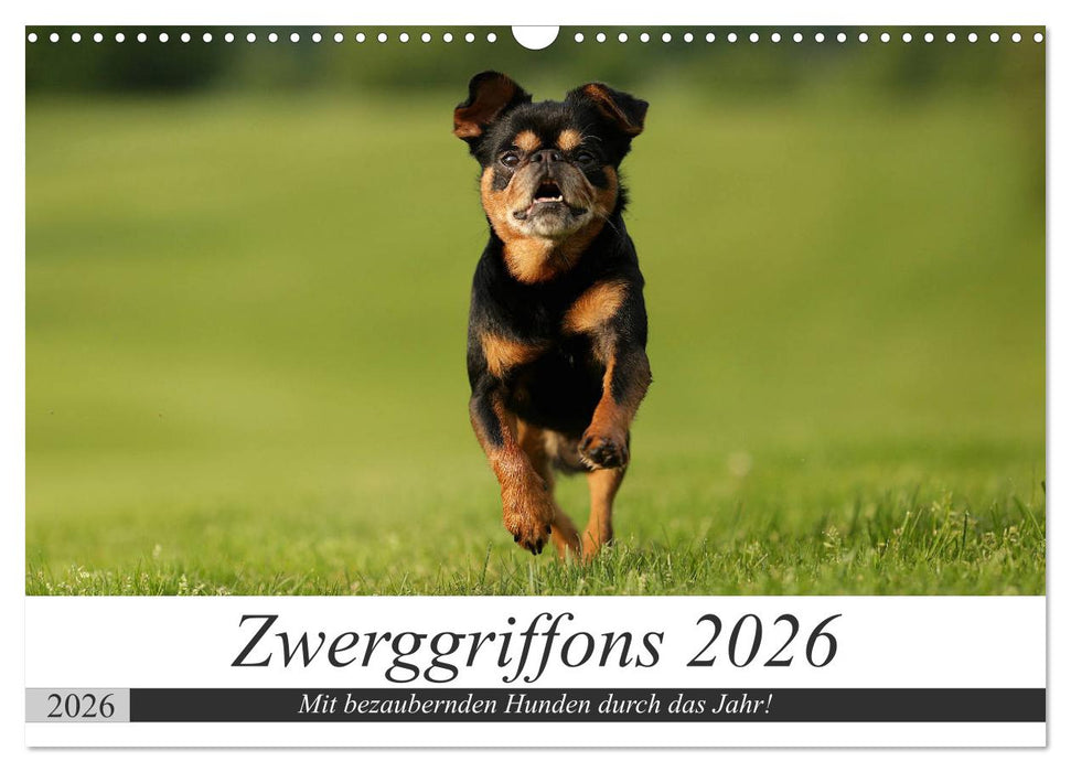 Zwerggriffons 2026 (CALVENDO Wandkalender 2026)
