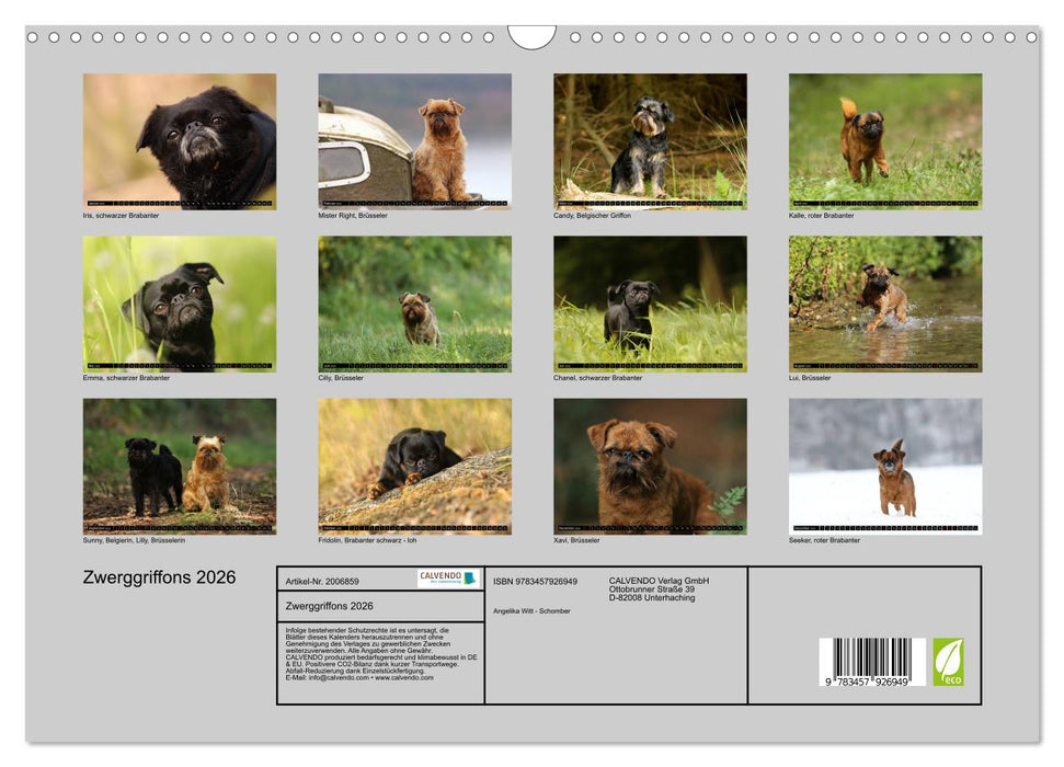 Zwerggriffons 2026 (CALVENDO Wandkalender 2026)