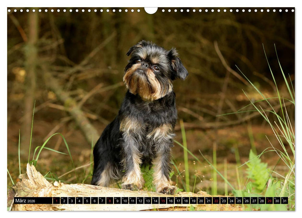 Zwerggriffons 2026 (CALVENDO Wandkalender 2026)