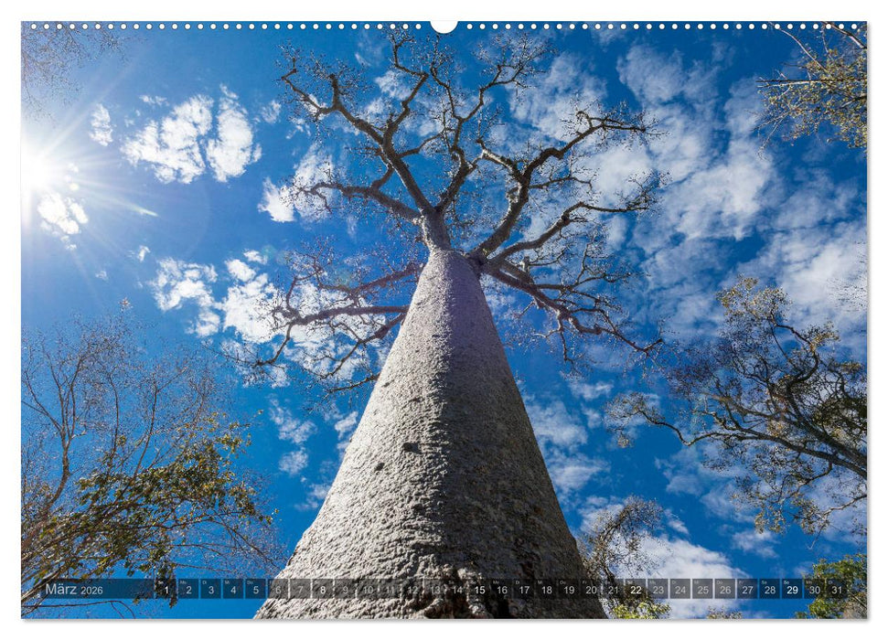 Zauberwald Ifaty · Traumhafte Baobabs in Madagaskar (CALVENDO Wandkalender 2026)