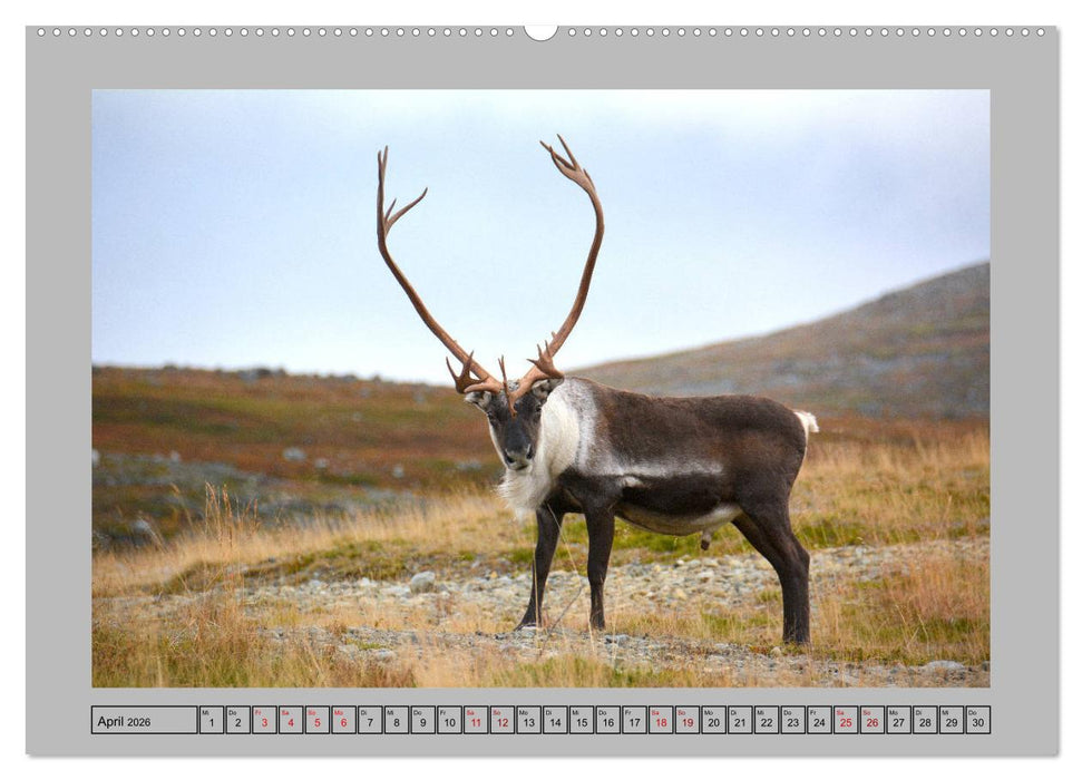 Rentiere im Hohen Norden (CALVENDO Wandkalender 2026)