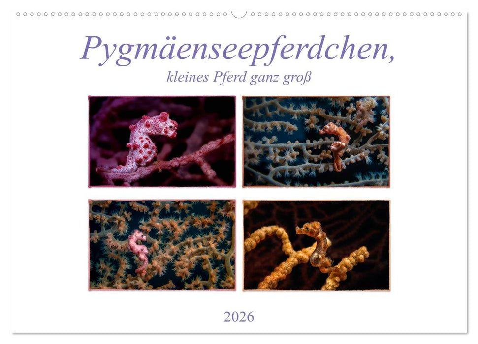 Pygmäenseepferdchen, kleines Pferd ganz groß (CALVENDO Wandkalender 2026)