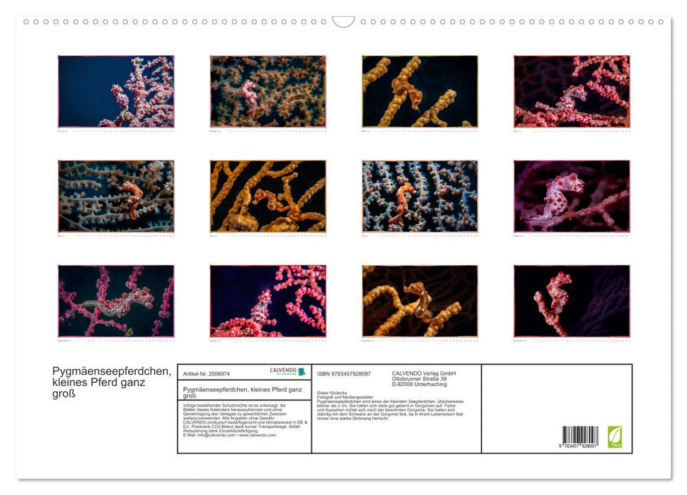 Pygmäenseepferdchen, kleines Pferd ganz groß (CALVENDO Wandkalender 2026)